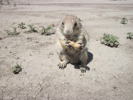 Peanut on the Prairie