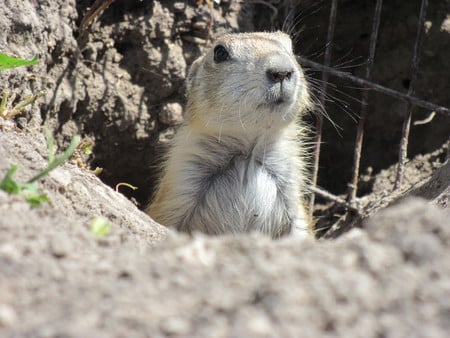 I Be Poppin' - prairie, furry, dog, animal, nature, cute, hole, poppin, prairie dog