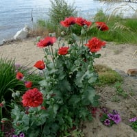 Beach flowers