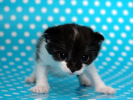 Kittens first appearance - black, white, kitten, unsteady, walking, leaning