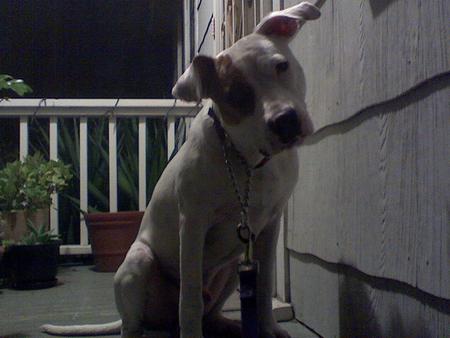 Kolohe - pets, animals, dogs, pittbull