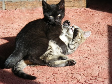 Kittens doing what kittens do best - tabby, kittens, cats, black, playing