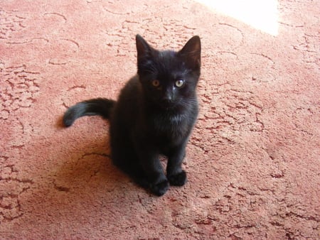 Introducing Midnight - black, kitten, cute, sweet, cat, young