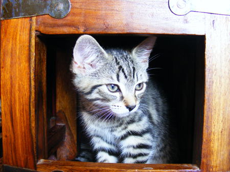 Introducing Sonata - tabby, cat, sweet, cute, kitten