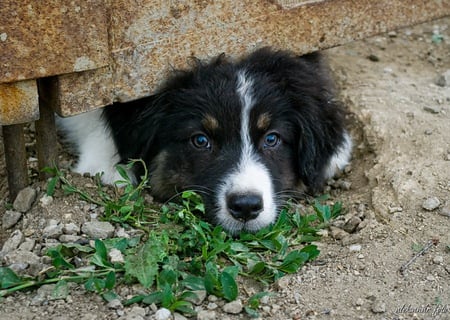 GET ME OUT - dogs, is, stuck, head