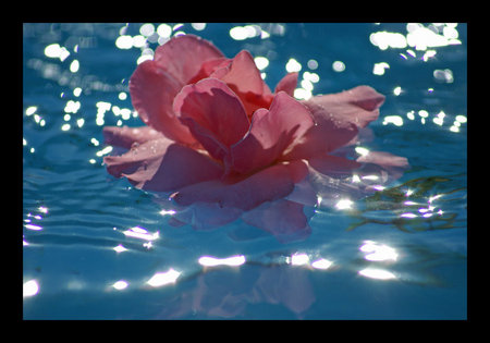 pink rose - pink, water, shine, bud, rose