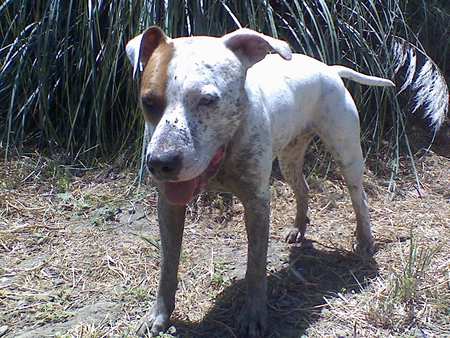 Kolohe - pets, pitbull, dogs, animals