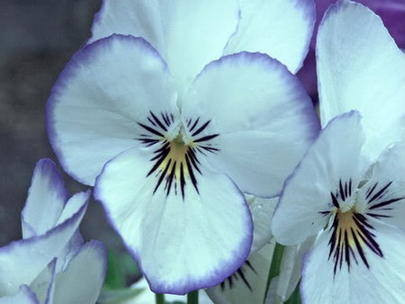 pansy - white, pansy, flower, soft