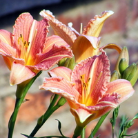 A day-lilly in our garden.