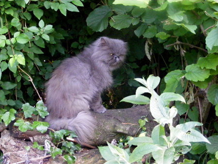 Blossom in the hedge. - hedge, cat, fur, wood