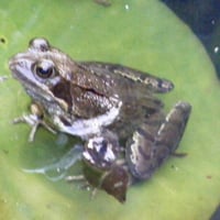 Frog on a lilly pad.