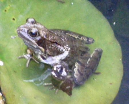 Frog on a lilly pad. - green, brown, frog, lillypad