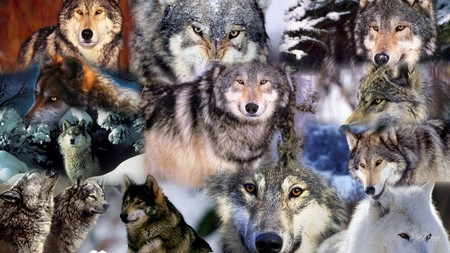 Many Wolves - wolves, wolf, collage, firefox persona, widescreen