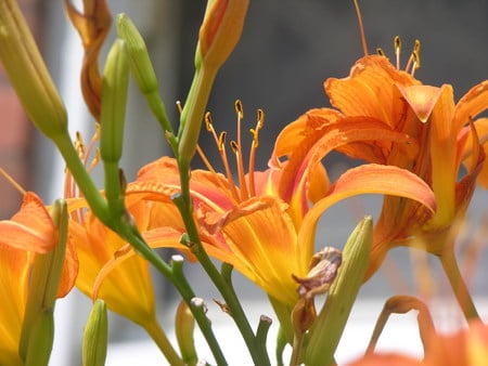 lilly in summer - spring, lilly, flower, nature