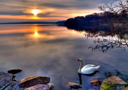 SWAN AT DUSK - trees, white, sunset, swan, rock, plants, lake, stones