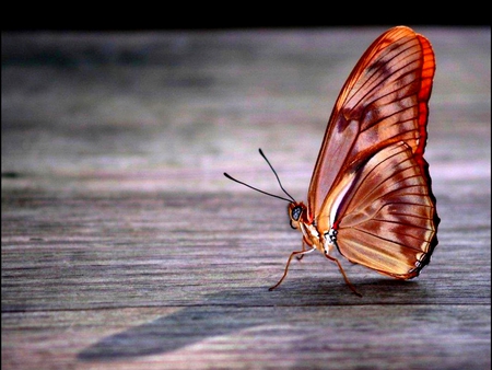 CATWALK BUTTERFLY - butterfly, plank, walking, wood