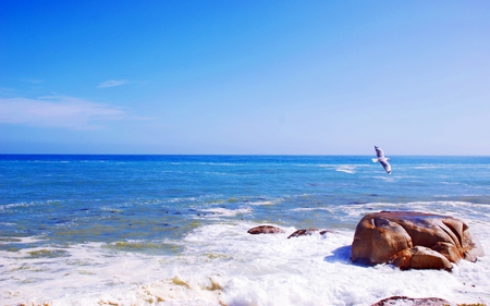 On Silver Pinnions; A Flee in Harmony - seagull, ocean, nature, coast