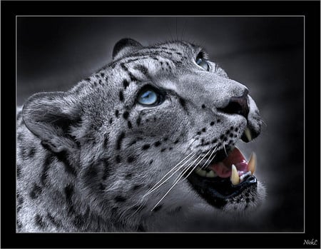 Majestic - leopard, blue, beautiful, eyes, cat, snarling, gray, respect, teeth