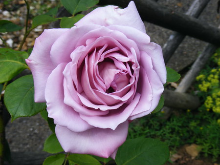 blue rose - rose, flower, blue, garden