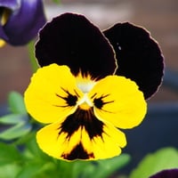 pretty pansy