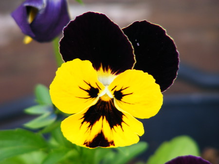 pretty pansy - black, yellow, garden, pansy, flower