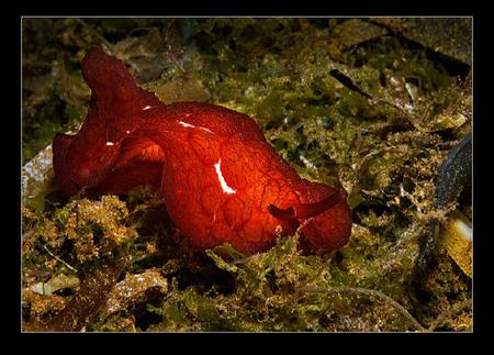 Shiny red - red, slug, sea snail, sea, ocean