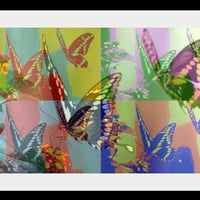 Butterfly PopArt