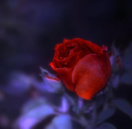 End of an Era - rose, flower, nature, beautiful