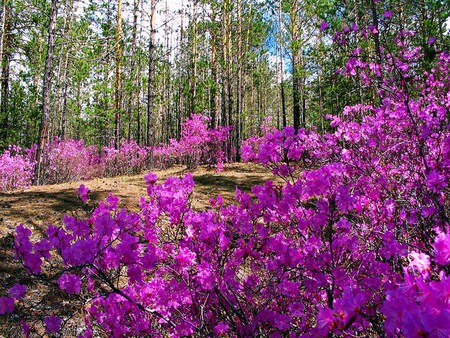 Forest bouquets - flowers, trees, forest, pink, wild