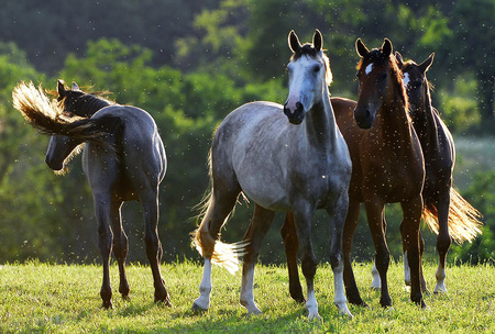 Four Horses - horses, horse, pasture, animals