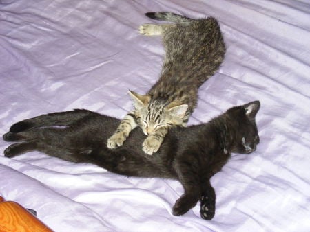 kittens flopped and flibbered - tabby, asleep, kittens, cats, black