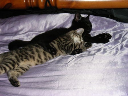 bestest brothers - tabby, asleep, bed, cat, kittens, black