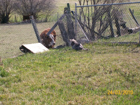 Curiosity and the calf - standoff, cat, calf, pasture, curious