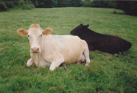 Two Cows - england, cow, green, calf, somerset