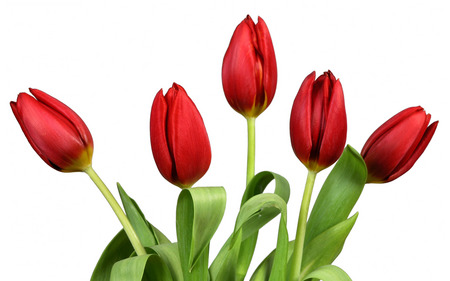 Colour Of Love - red, beautiful, tulips, five, flowers