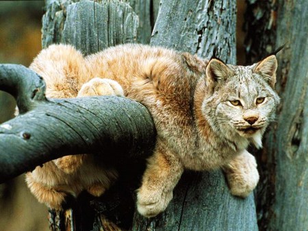 Relaxing in the sun - wyoming, cat, tree, branches resting, lynx