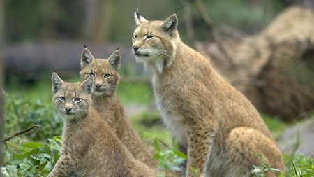 Eurasian Lynx and cubs - animal, lynx, nature, cat