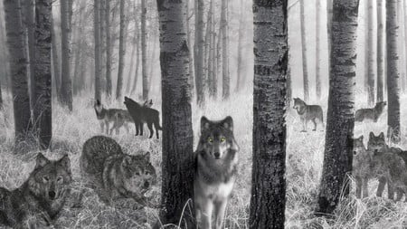 Wolf Spirits - spirits, eyes, mystical, black and white, fantasy, nature, wolves, forest, woods, birch, firefox persona