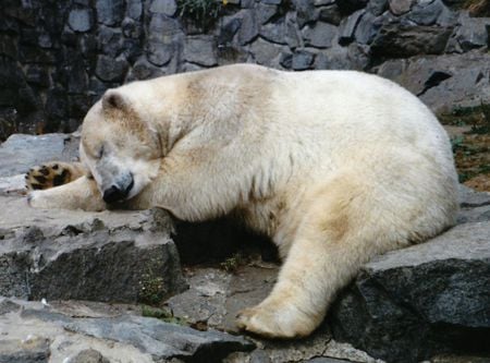 Kipping Polar Bear - bear, edinburgh zoo, polar bear, scotland