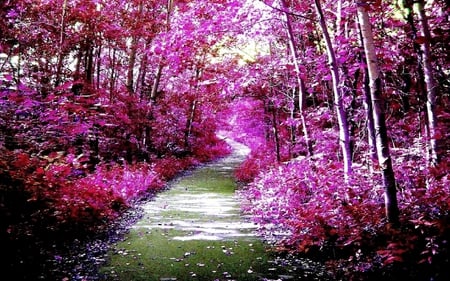 PURPLE FOREST PATH - path, trail, purple, forest, tees