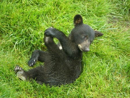 Bear Country - bear, cute, black bear, nature