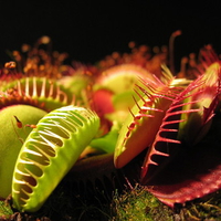 Two Venus Flytraps