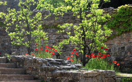 stairs&flowers - flowers, stairs, trees, nature