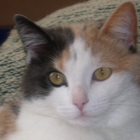 chat