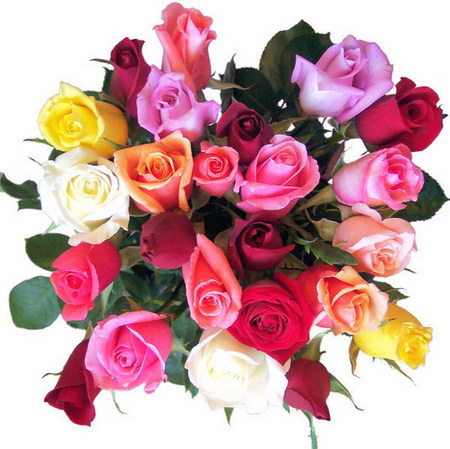 roses - colorful, bouquet, bud, roses