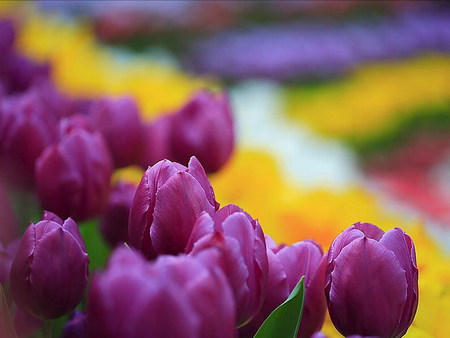 tulips - colorful, tulips, purple, field