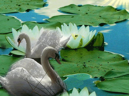 swan - white, swan, glitter, lake, waterlily