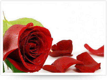 red rose - bud, rose, petals, red