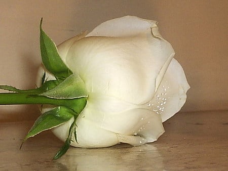 white rose - white, bud, rose, soft