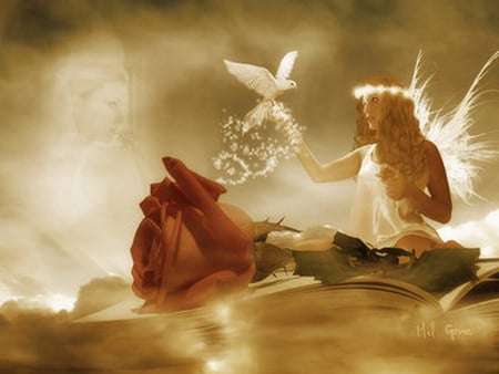 angel of peace - white dove, angel, red rose, peace